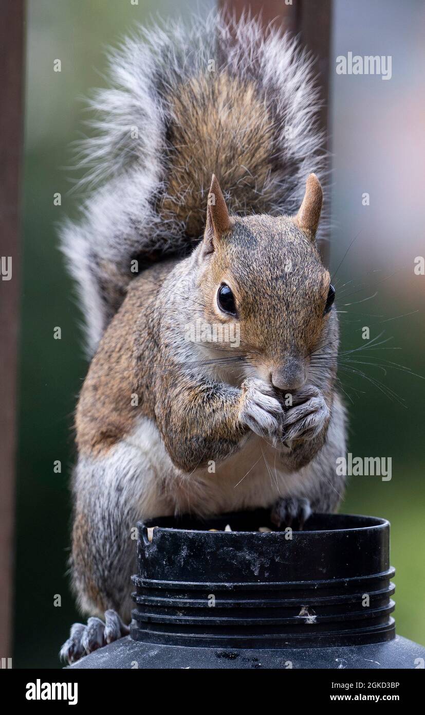 Common grey squirrel munches on bird seed Stock Photo - Alamy