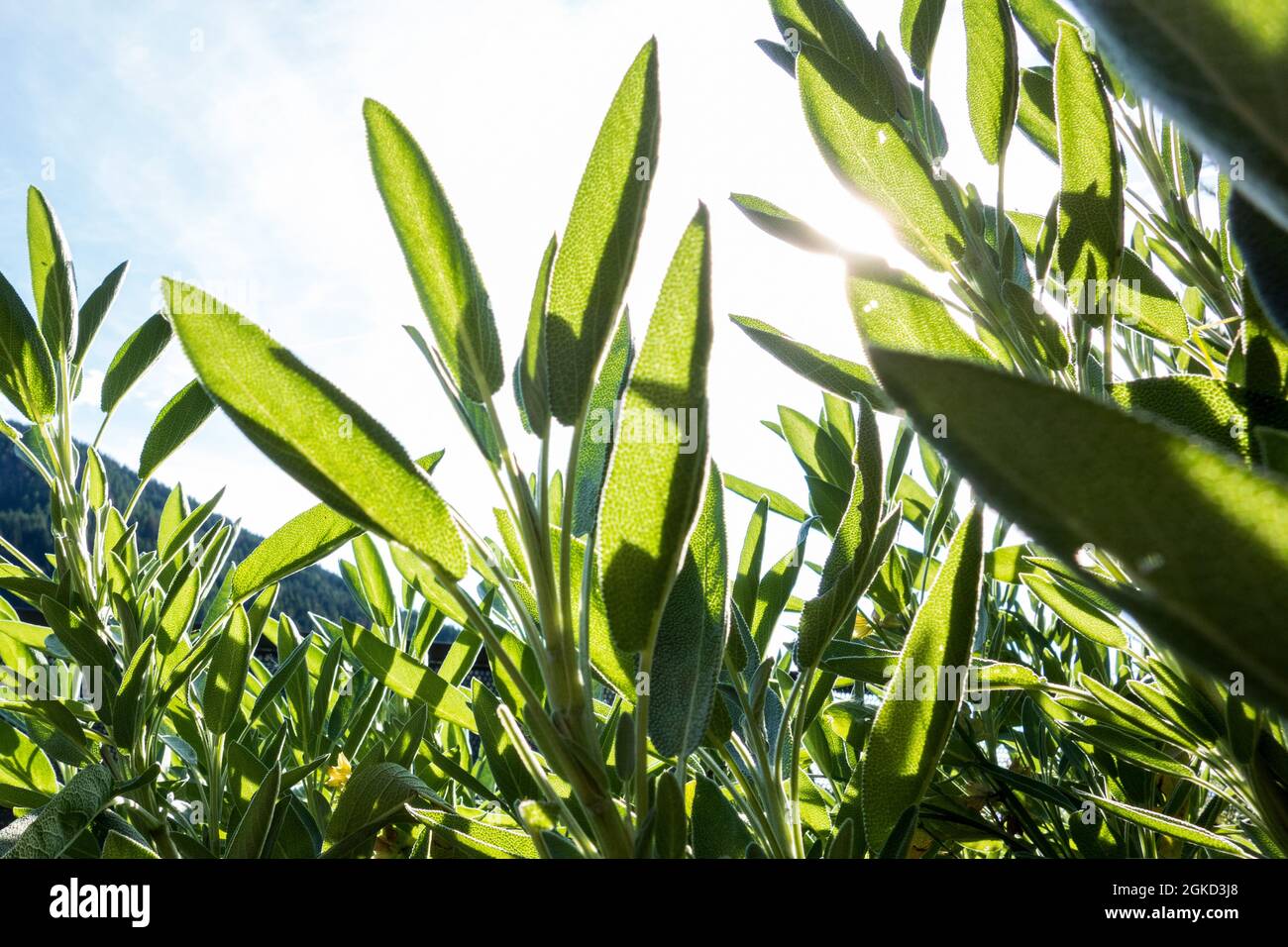 Sage Plant Leafs Stock Photo