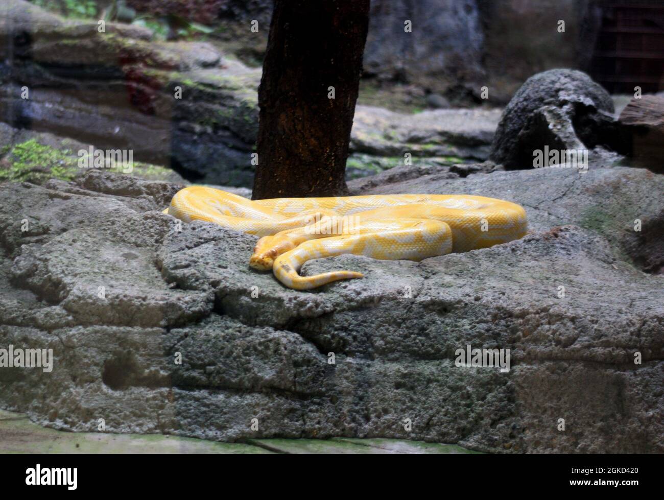 The Albino Ball Phyton. The ball python, also called the royal python, is a python species native to West and Central Africa, Stock Photo