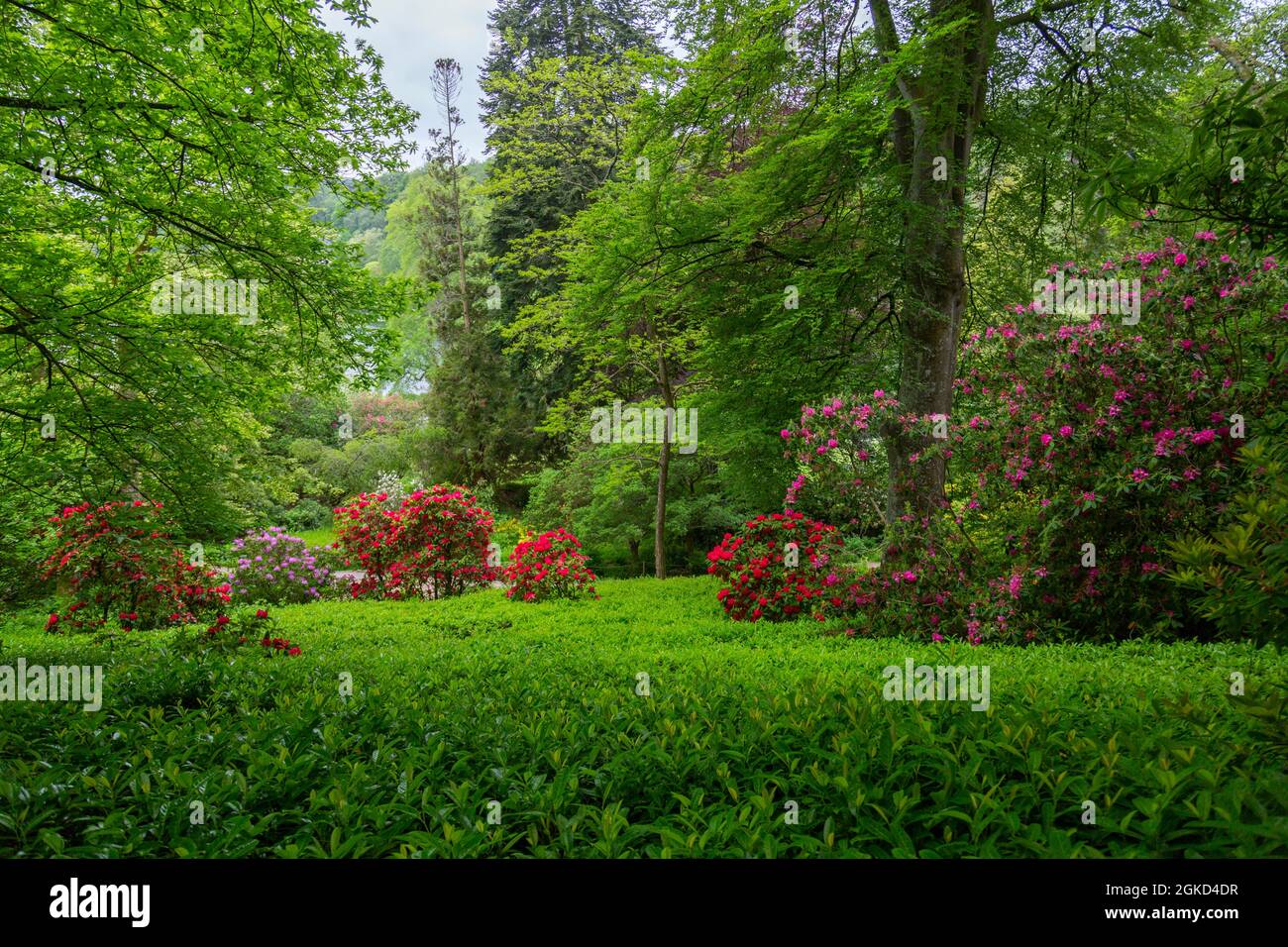 Red Rhododendron England Vibrant red rhododendrons in amongst the woodland at Stourhead Gardens ...