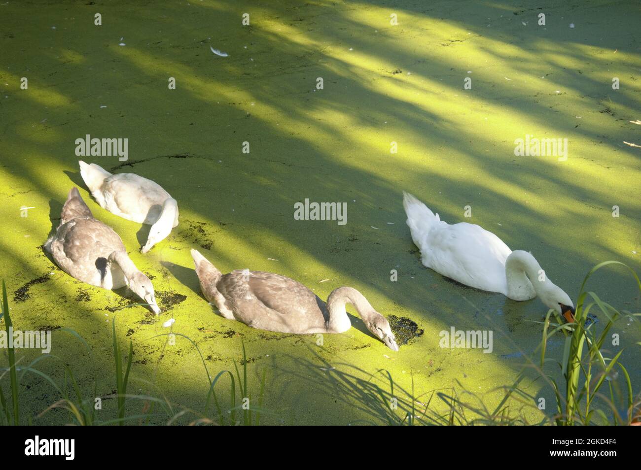 young swans and parent feeding of green duckweed in a pond in fall Stock Photo