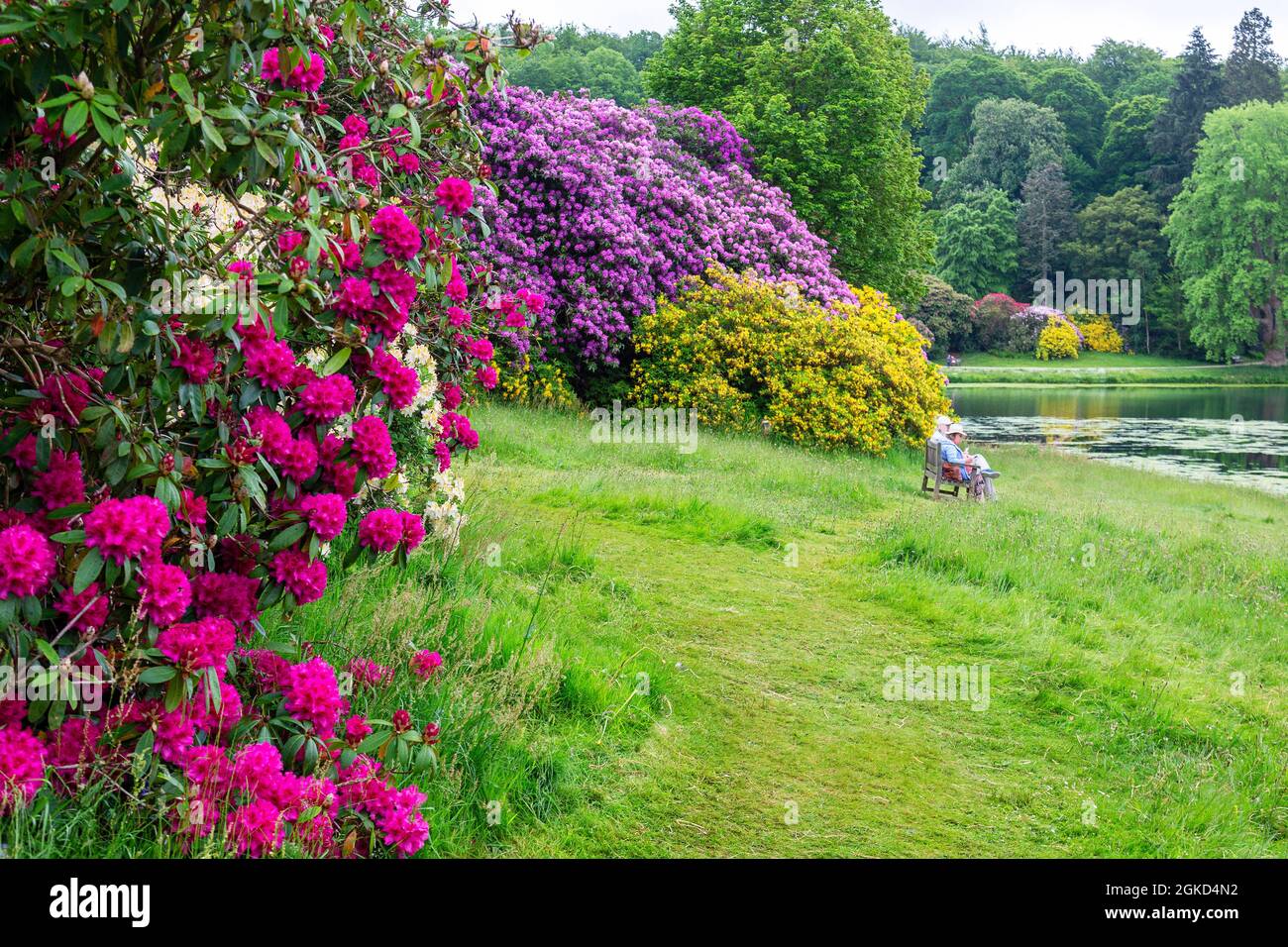 Two elderlly visitors admiring the view acros the lake and colourful rhododendrons at Stourhead Gardens, Wiltshire, England, UK Stock Photo