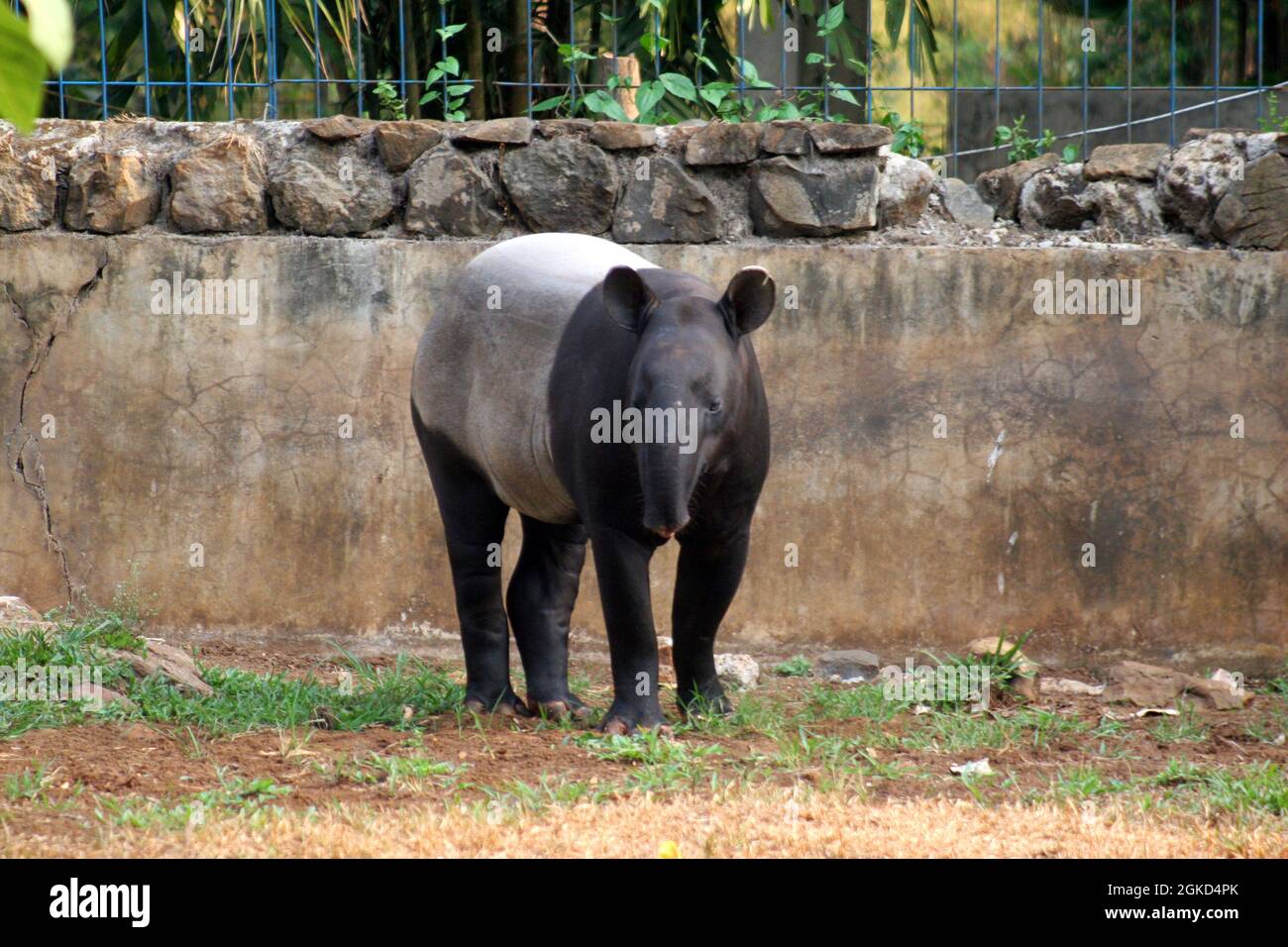 Tapir. A tapir is a large, herbivorous mammal, similar in shape to a pig, with a short, prehensile nose trunk. Stock Photo