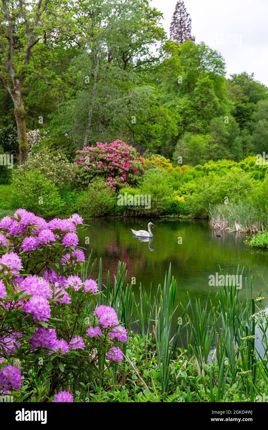 A mute swan and colourful rhododendrons at Stourhead Gardens, Wiltshire ...