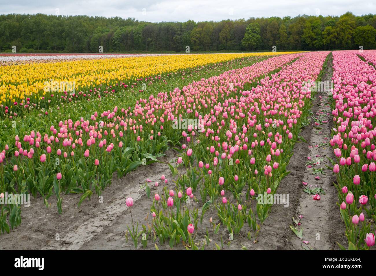 Colorful field of tulips in the Netherlands Stock Photo - Alamy