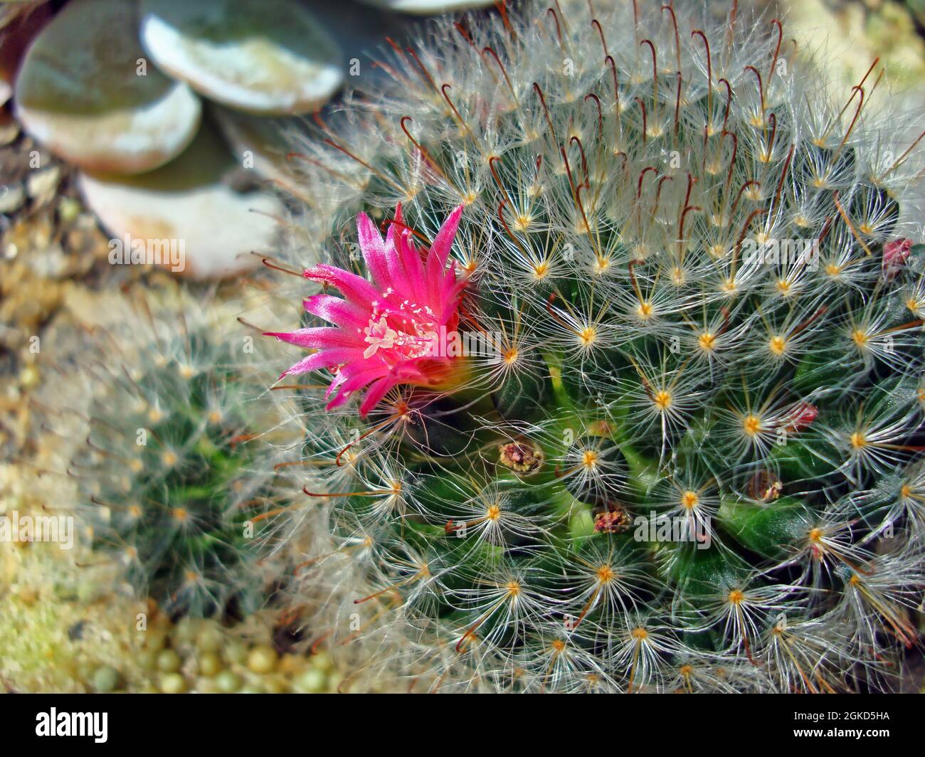 Cactus flower (Mammillaria bombycina) on garden Stock Photo