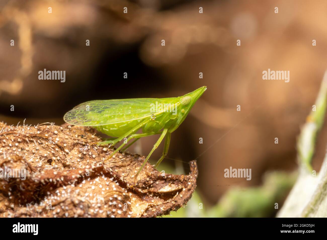 Small green cicada Dictyophara europaea, lantern bearer on a brown leaf against a brown background Stock Photo