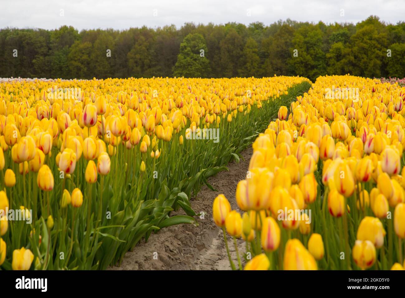 Colorful field of tulips in the Netherlands Stock Photo - Alamy
