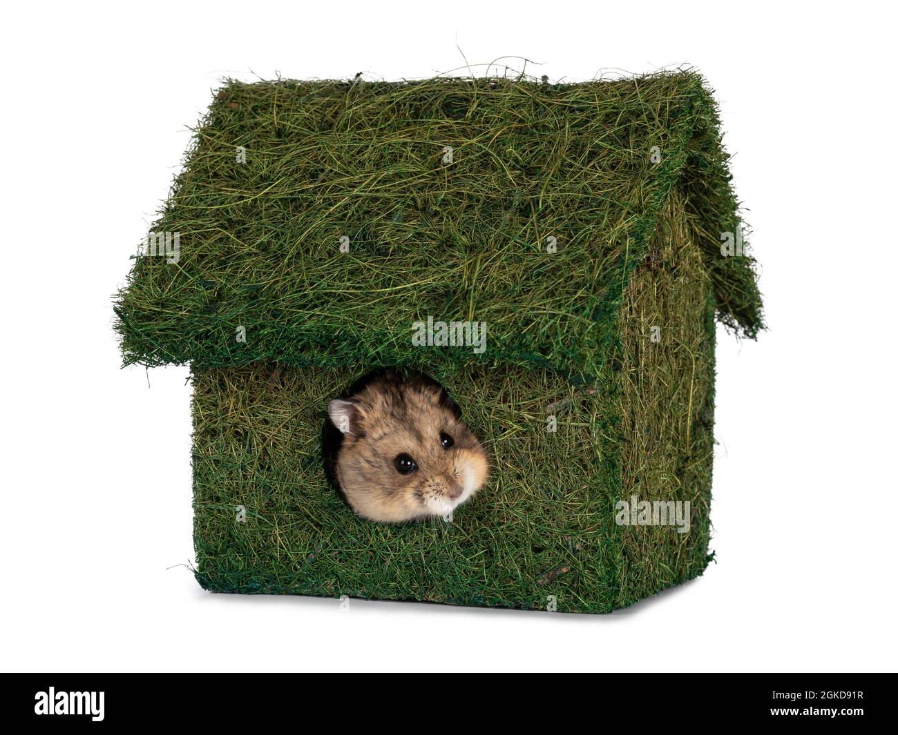 Little house mad of grass. Hamster peeping out of it. Isolated on a white background. Stock Photo