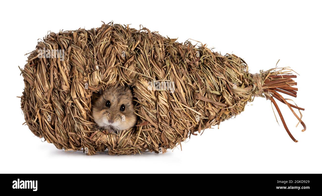 Cute little Cambelli hamster peeping out of birn nest. Isolated on a white background. Stock Photo
