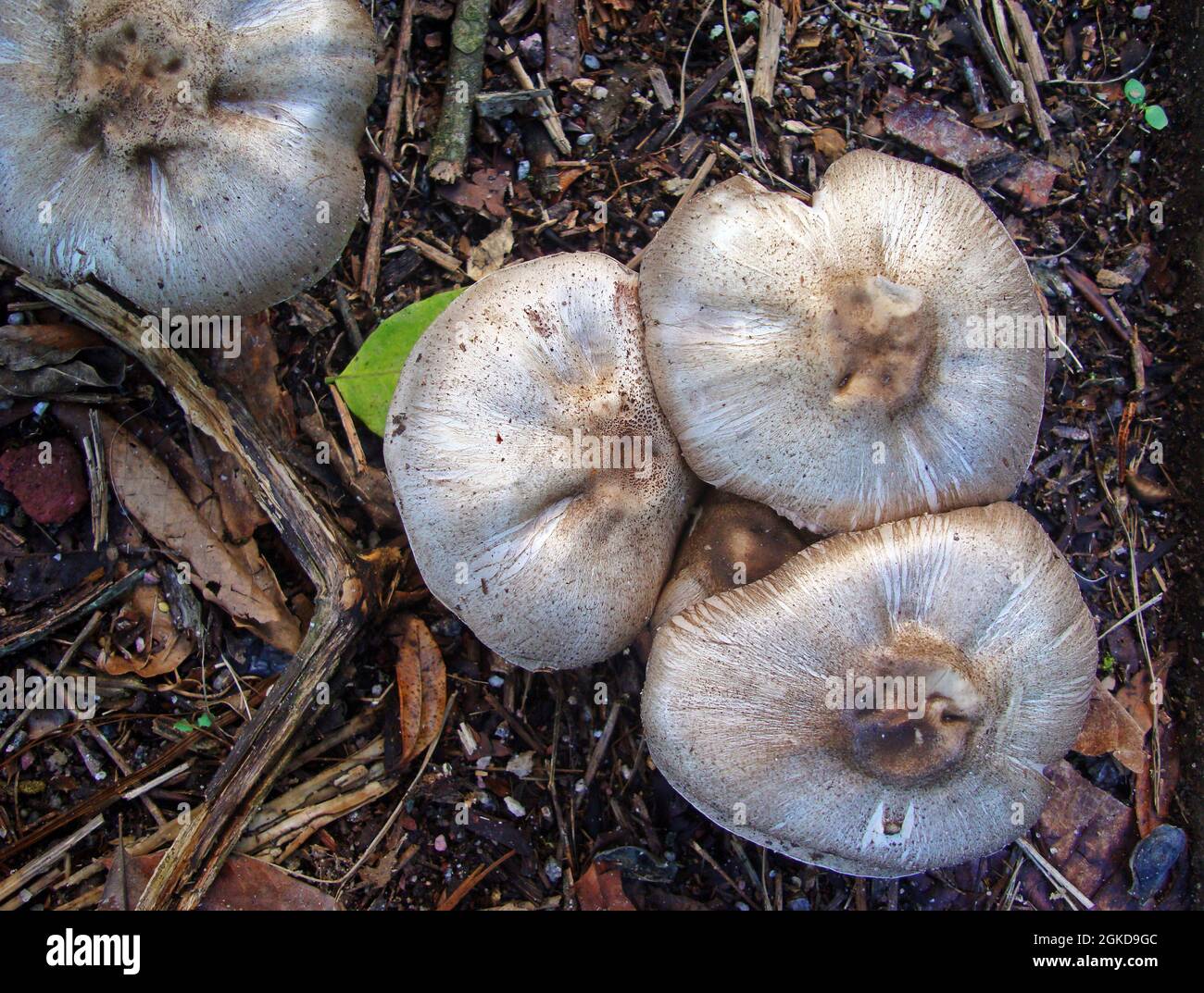 Mushrooms on soil in tropical rainforest Stock Photo Alamy