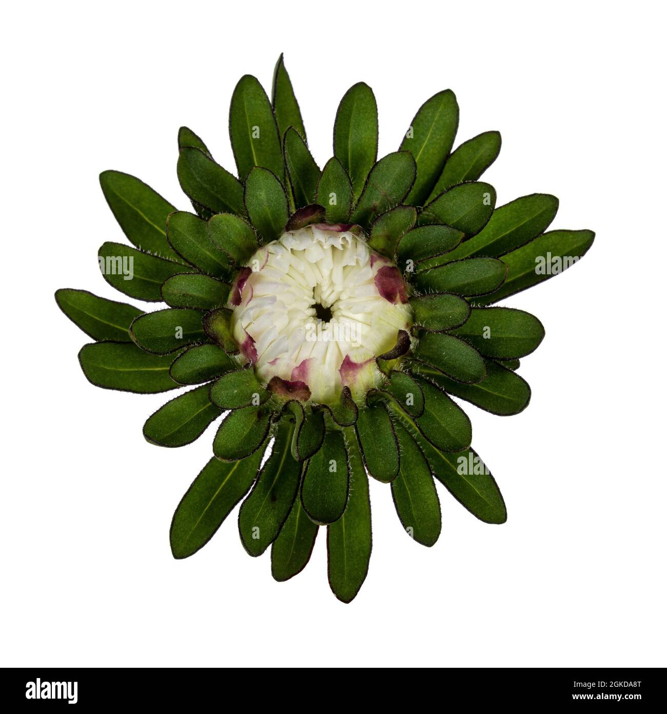 Top view of single Michaelmas Daisy aka Callistephus chinensis flower head. Isolated on a white background. Stock Photo