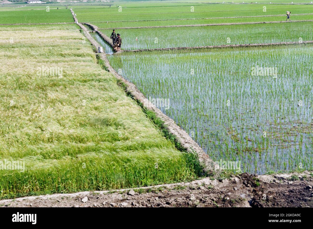 Workers in massive North Korean rice fields, DPNK, Asia Stock Photo