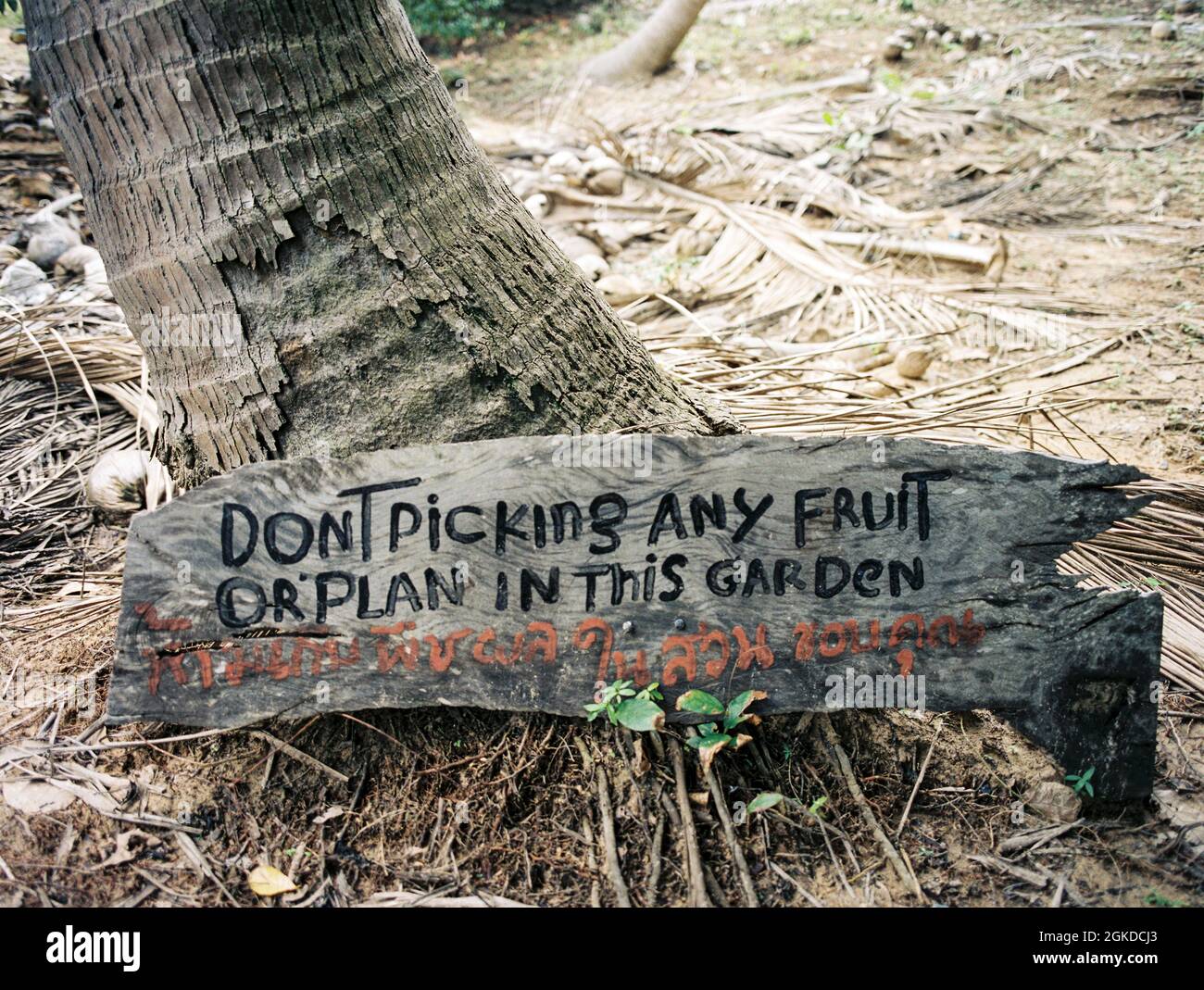 Painted coconuts hires stock photography and images Alamy