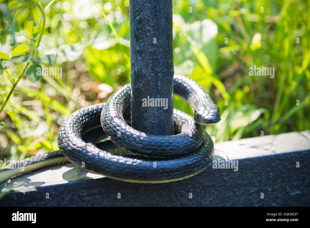 https://c8.alamy.com/comp/2GKDE3T/a-black-venomous-snake-on-a-sunny-day-in-park-wrapped-around-a-fence-2GKDE3T.jpg