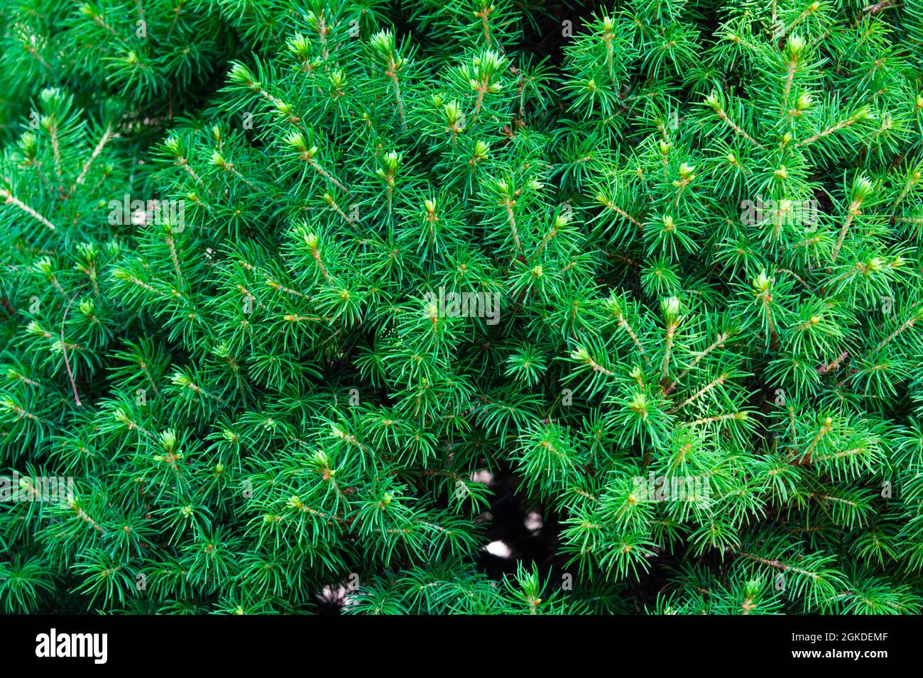 Canadian spruce green foliage. Decorative coniferous evergreen tree in garden Stock Photo