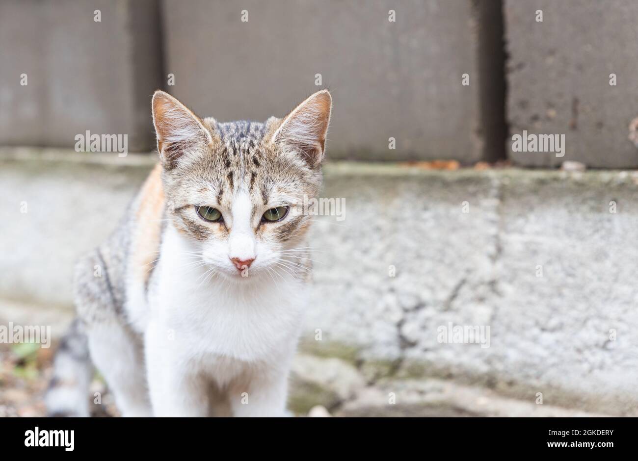 Portrait of a homeless tabby kitten with a white muzzle and chest looking at the camera, against the background of the concrete wall of the house Stock Photo