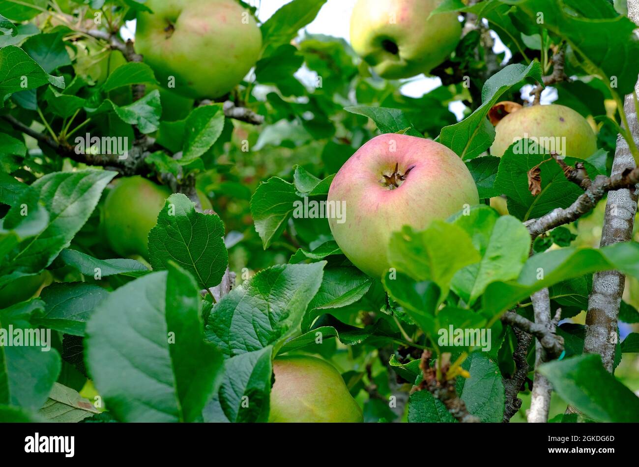 malus howgate wonder cooking apples on tree in orchard, yorkshire, england Stock Photo