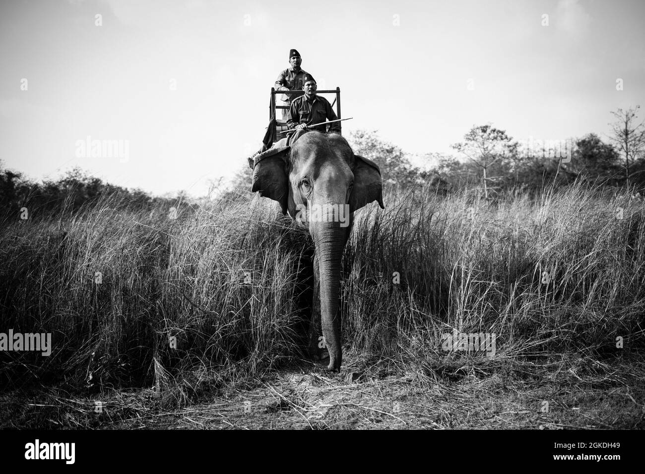 Elephant ride in Chitwan National Park, Chitwan, Nepal Stock Photo