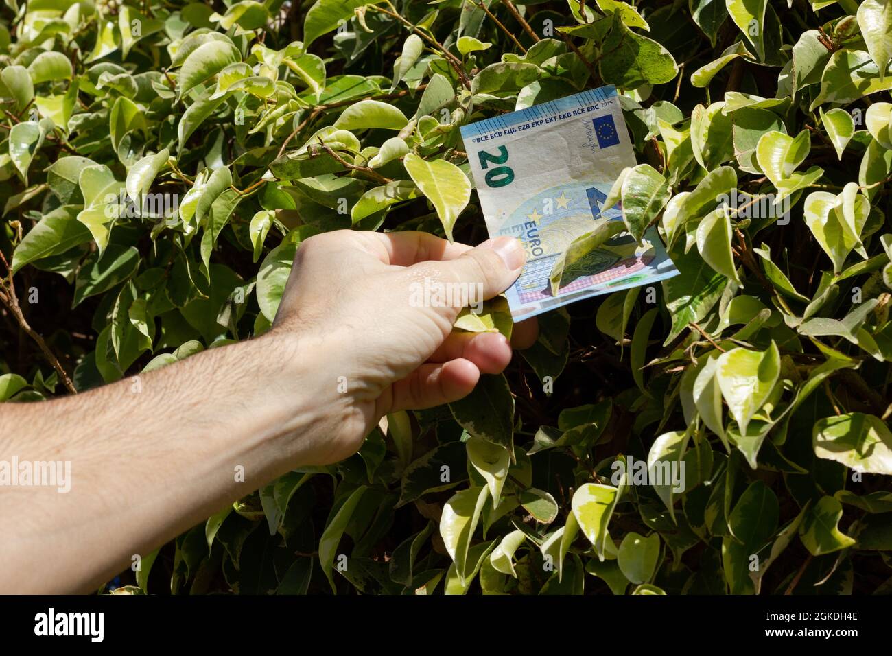 Hand of man taking twenty Euro note bill from green leaves bush. Money growing on trees, lucky concepts Stock Photo