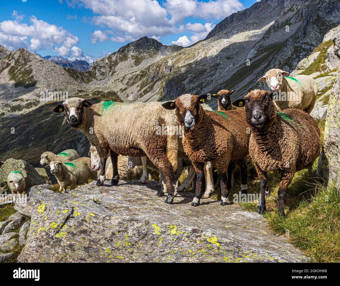 Flock of sheep in the high mountains of Ticino, Circolo della Rovana, Switzerland Stock Photo
