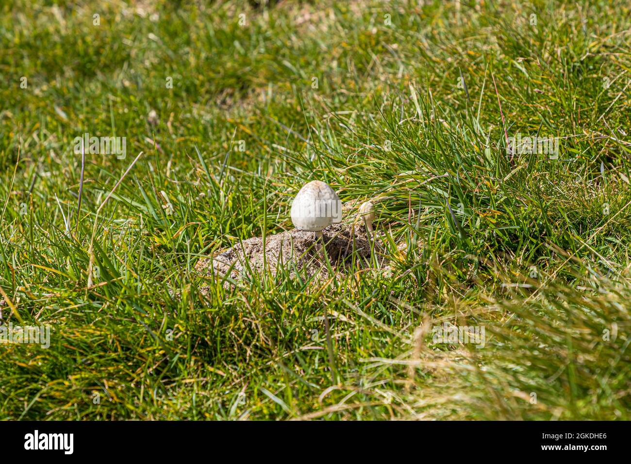 Mushroom in the high mountains of Ticino, Circolo della Rovana, Switzerland Stock Photo