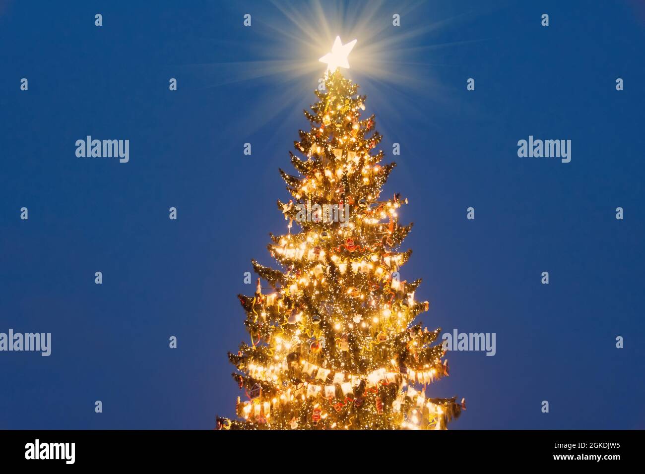 Christmas tree with a bright star on top of the head in the evening on