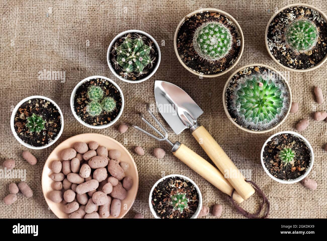 Cactus and succulent plants collection in small paper cups. Home garden. Flat lay, top view Stock Photo