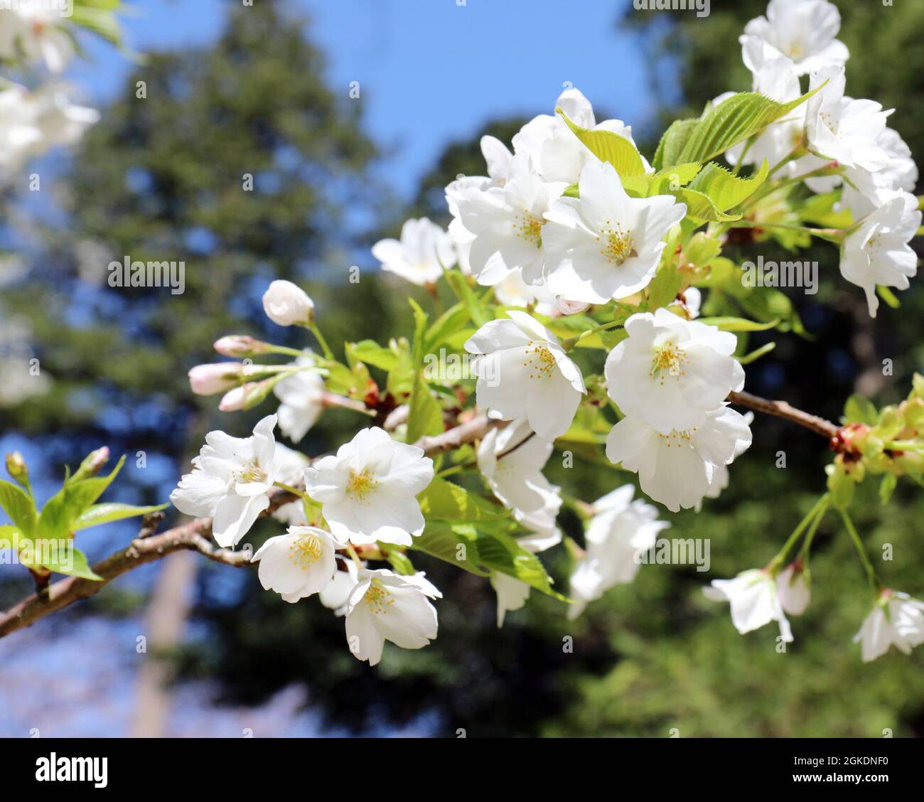 Camp zama hires stock photography and images Alamy