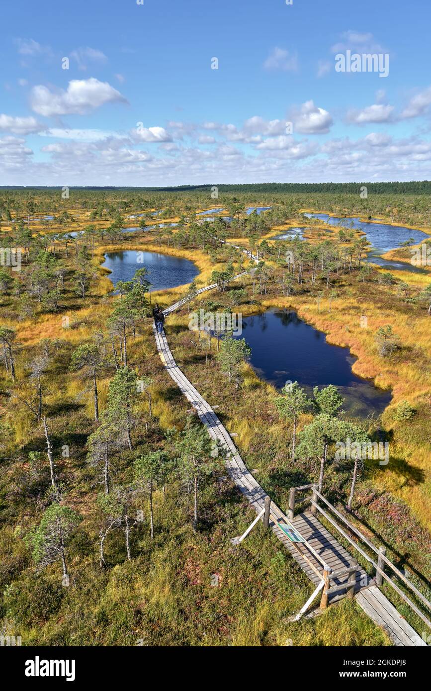 Raised bog boardwalk in autumn, view from above. Kemeri National park in Latvia. Vertical Stock Photo