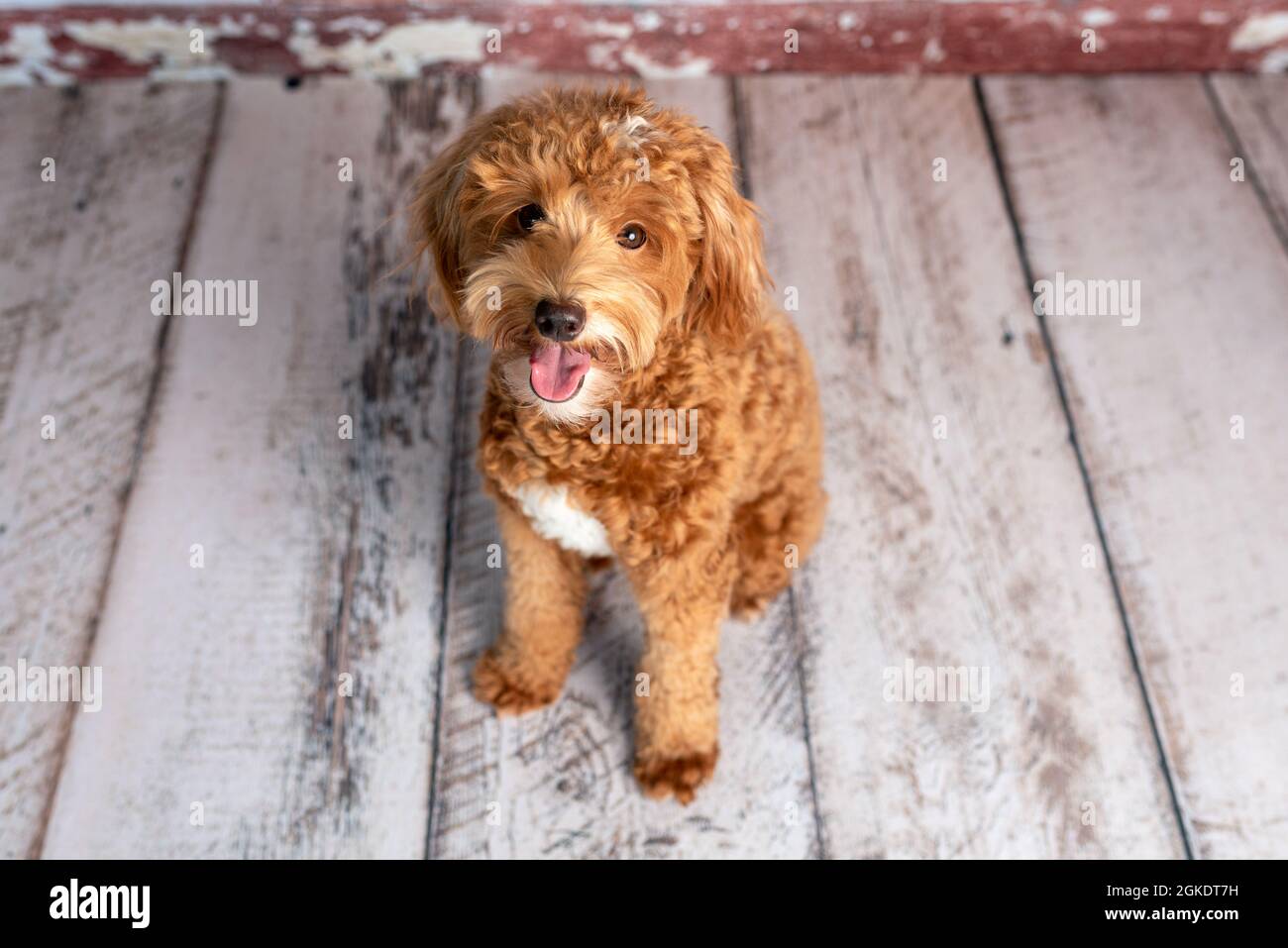 Mini Goldendoodle Golden Doodle Puppy In A Studio Stock Photo Alamy