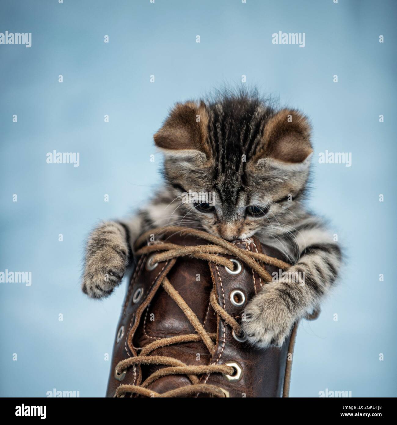 Cat hotsell boot laces