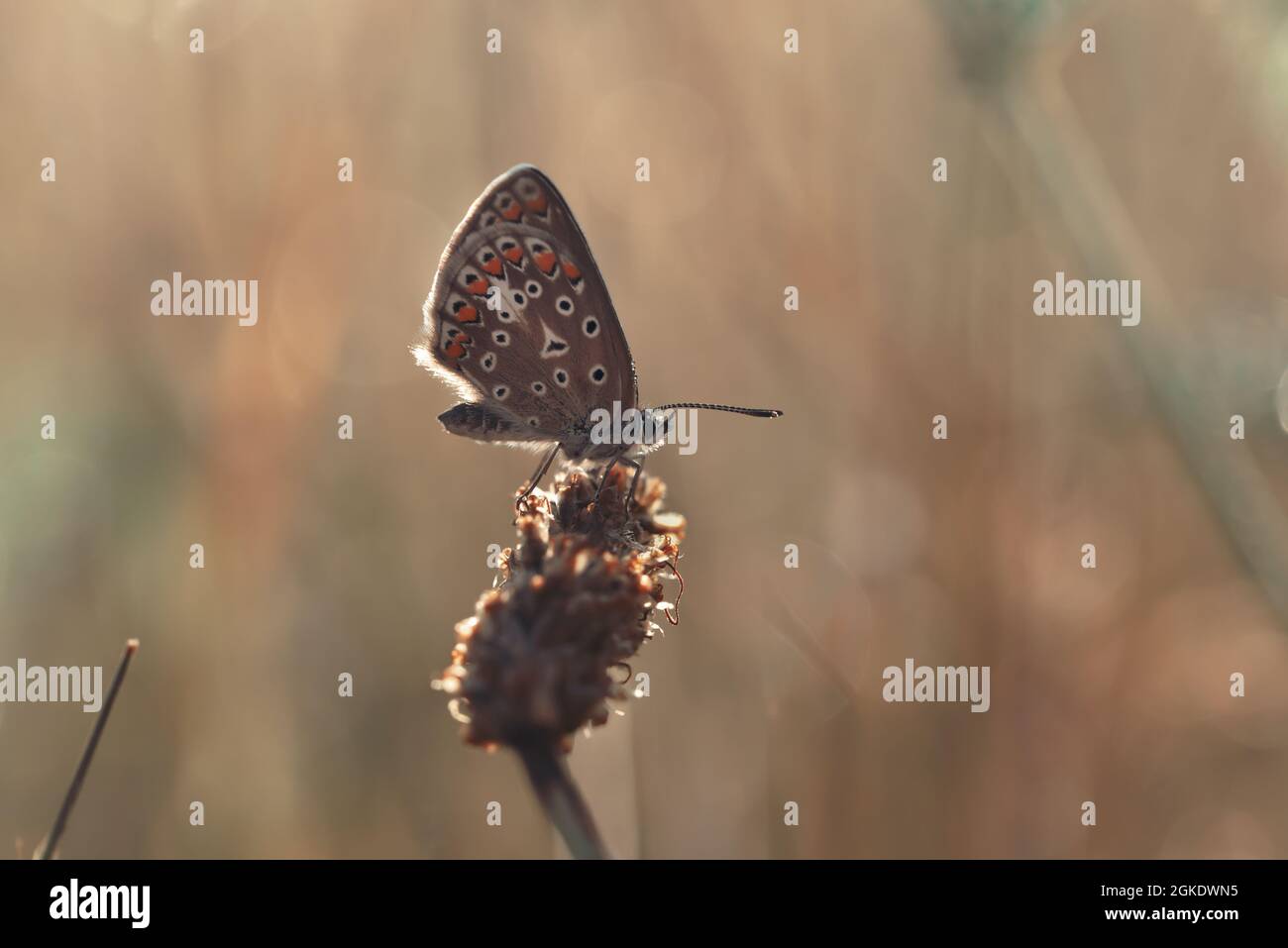 Closeup shot of a Northern Brown Argus butterfly on the plant against a blurred background Stock Photo