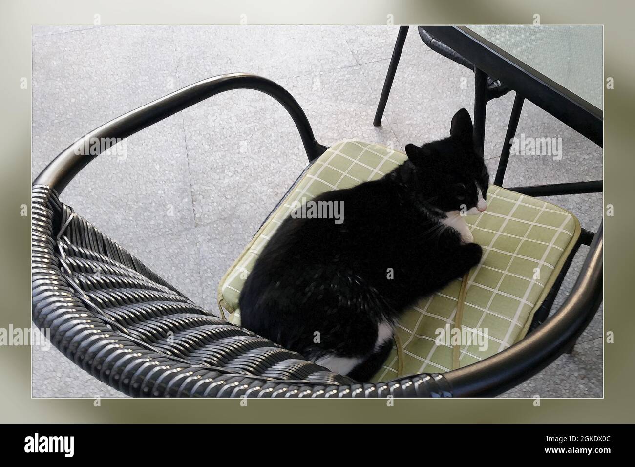 Black cat on a golden pillow Stock Photo