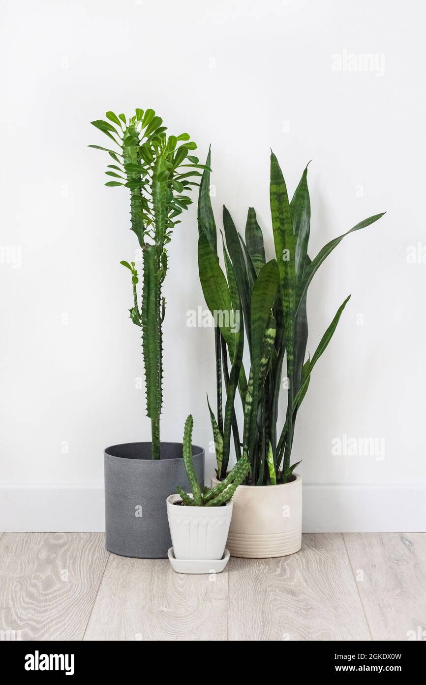 Potted succulents (Euphorbia trigona, Huernia and Sansevieria) staying on the floor on white wall background Stock Photo