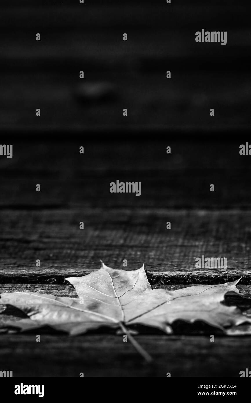Single maple leaf on dark wooden plank background with lots of copy space Stock Photo