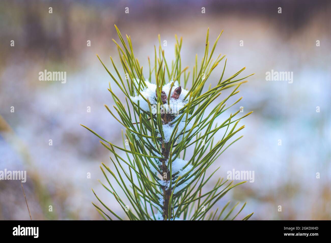 Young pine tree growing on meadow in winter covered with snow, side view Stock Photo Alamy