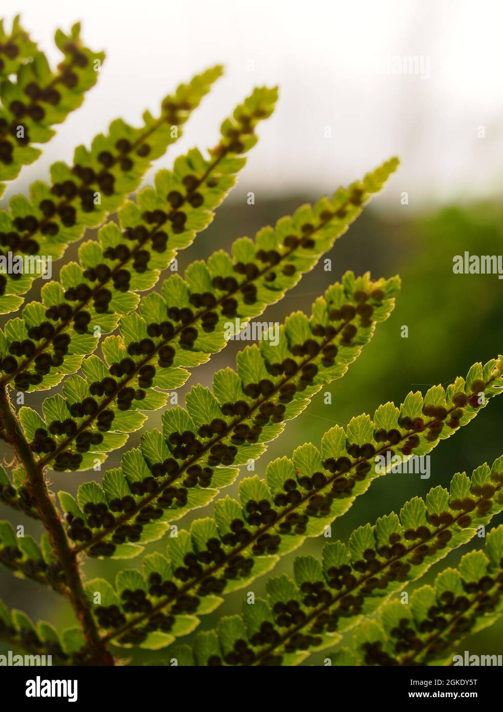 A view of bracken sprores on the underside of the fronds backlit against the sky Stock Photo