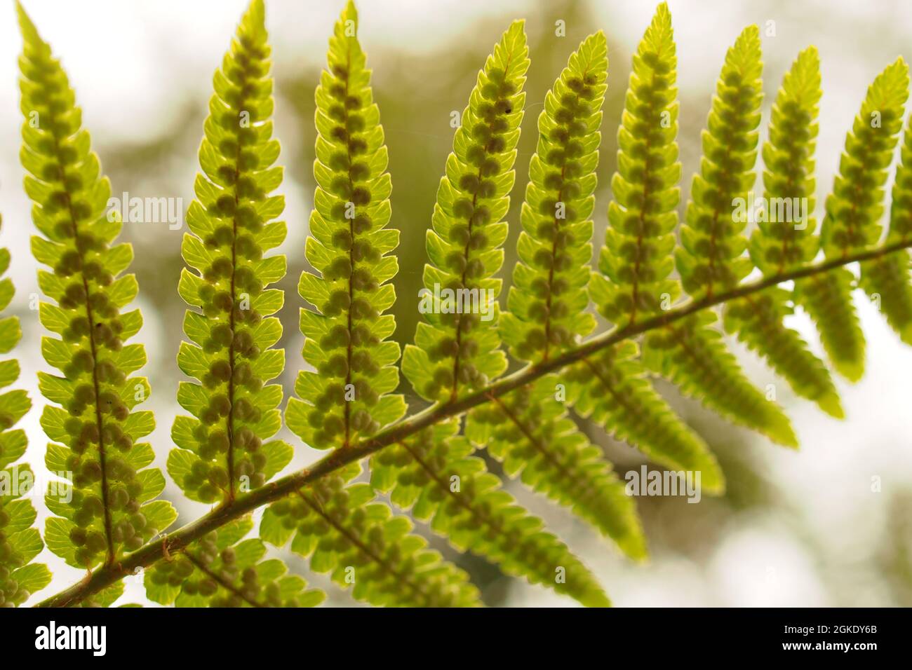 A view of bracken sprores on the underside of the fronds backlit against the sky Stock Photo