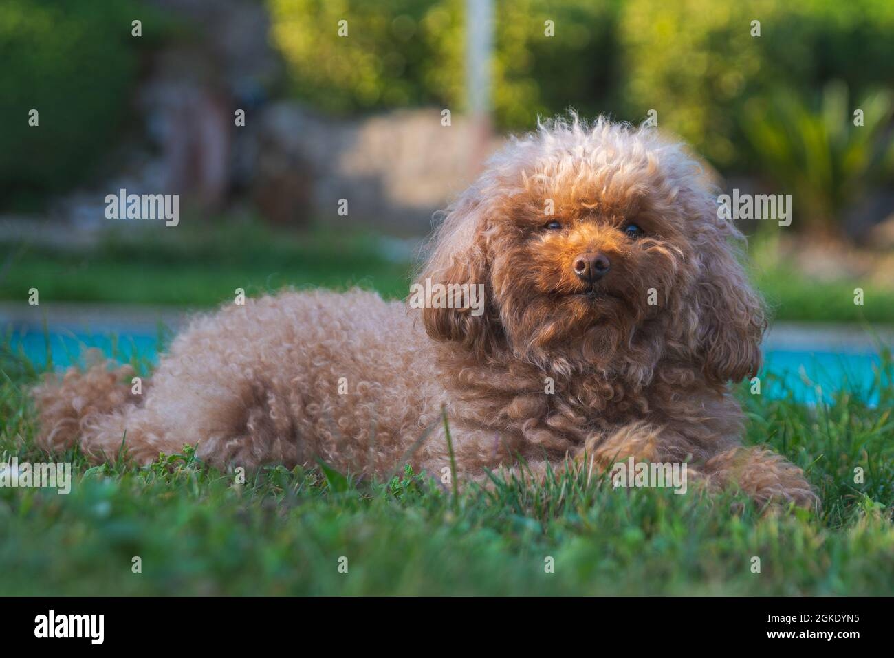 Adorable brown poodle lying on the grass Stock Photo - Alamy