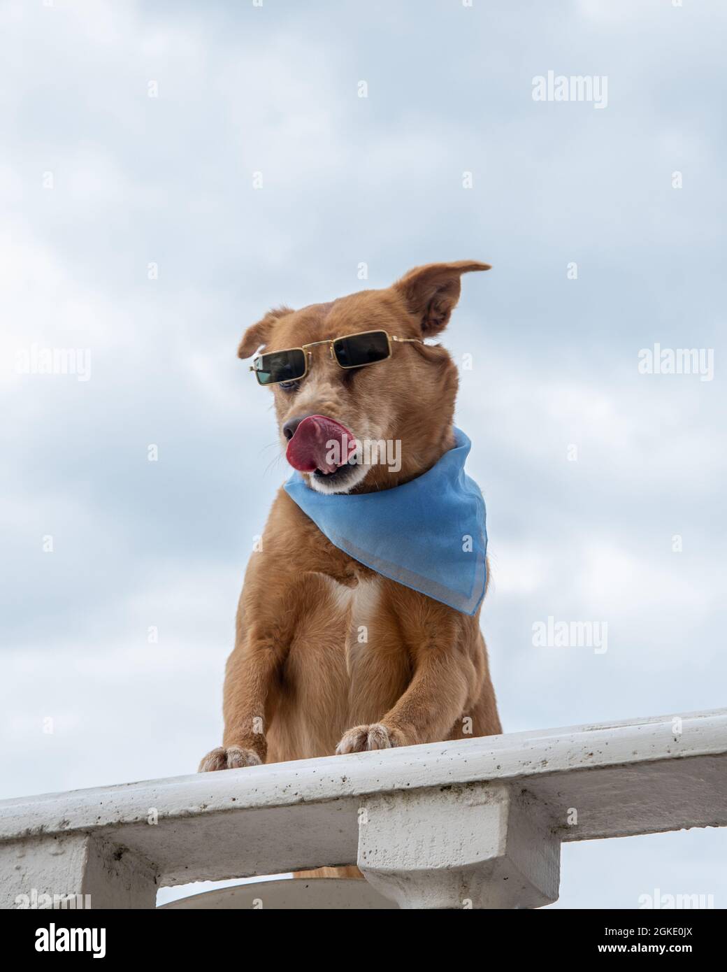 Funny dog with clothes and glasses Stock Photo Alamy