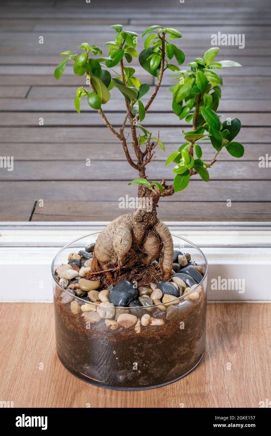 Ficus ginseng bonsai in a large glass pot on the floor of an apartment with access to a terrace Stock Photo