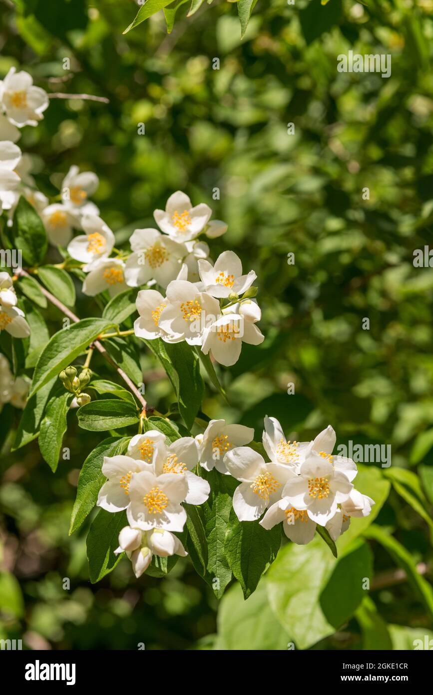 almond blossoms in a garden full of plants and shrubs in spring. Stock Photo