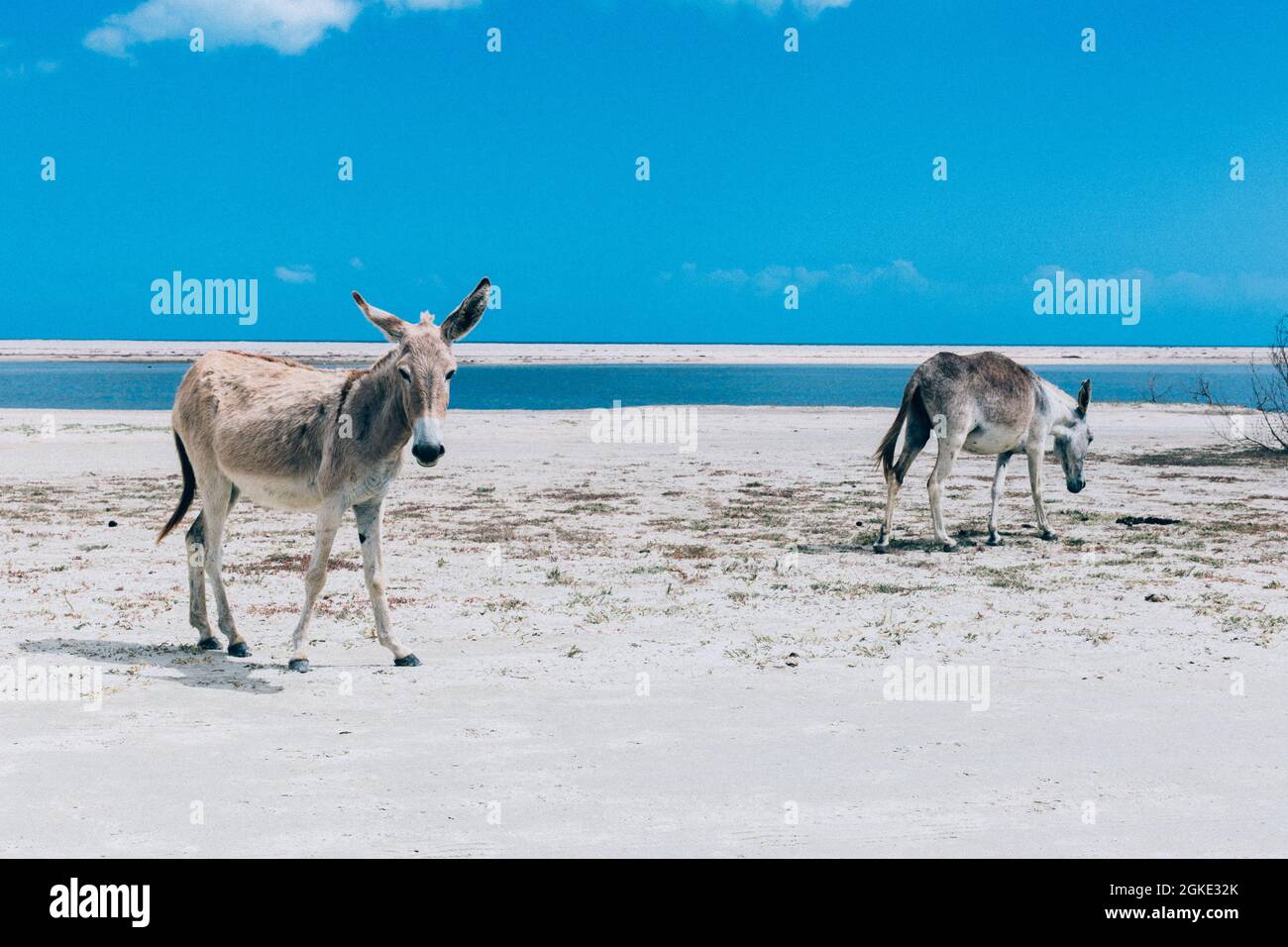Burro azul hires stock photography and images Alamy