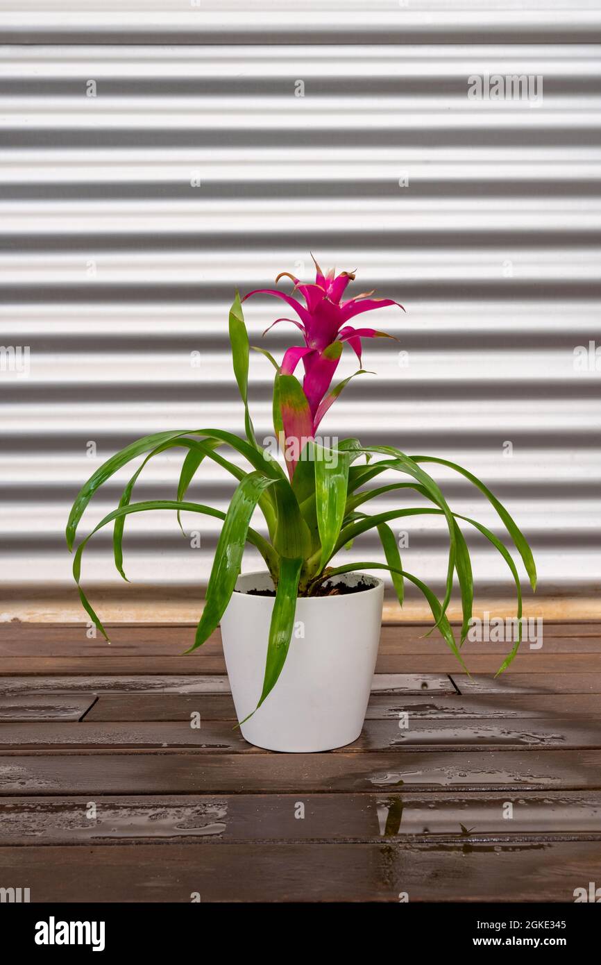 Guzmania plant with central red leaves on wooden terrace floor with industrial metal walls. Decorative indoor plants Stock Photo