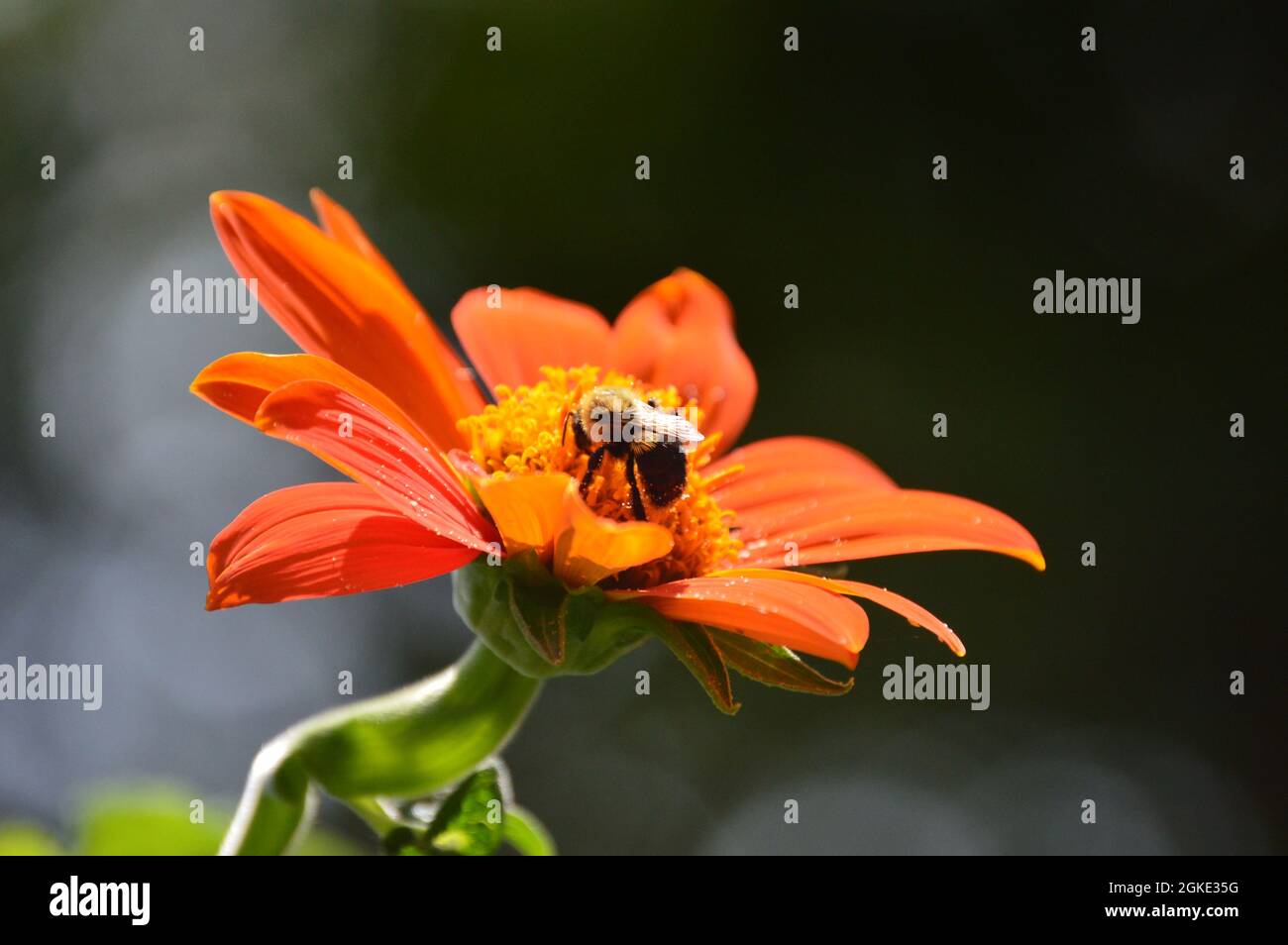 Macro up close bumble bee pollinating Mexican sunflower, Tithonia Rotundifolia, torch variety. Background blurred Stock Photo