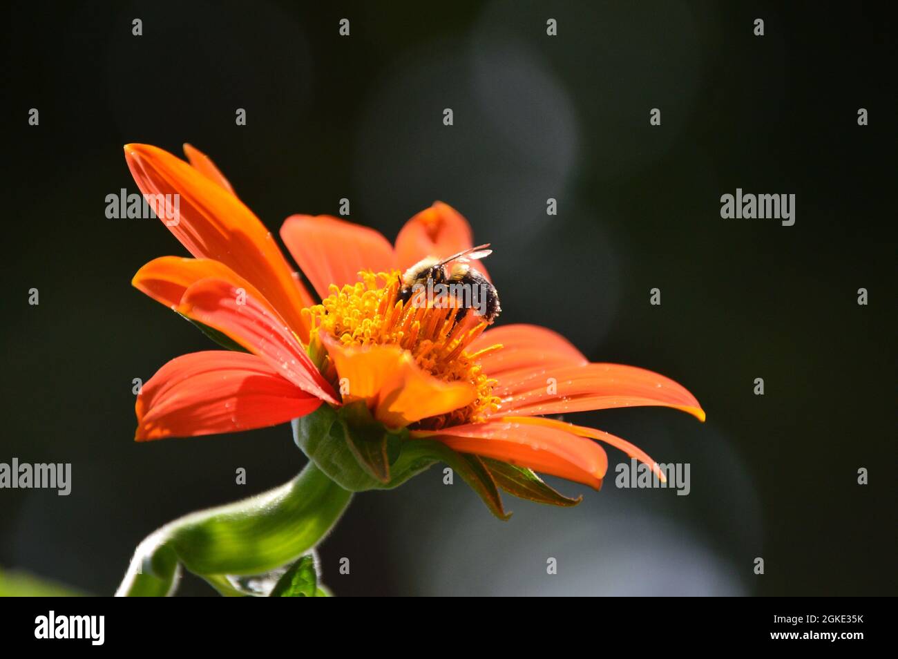 Macro up close bumble bee pollinating Mexican sunflower, Tithonia Rotundifolia, torch variety. Background blurred Stock Photo