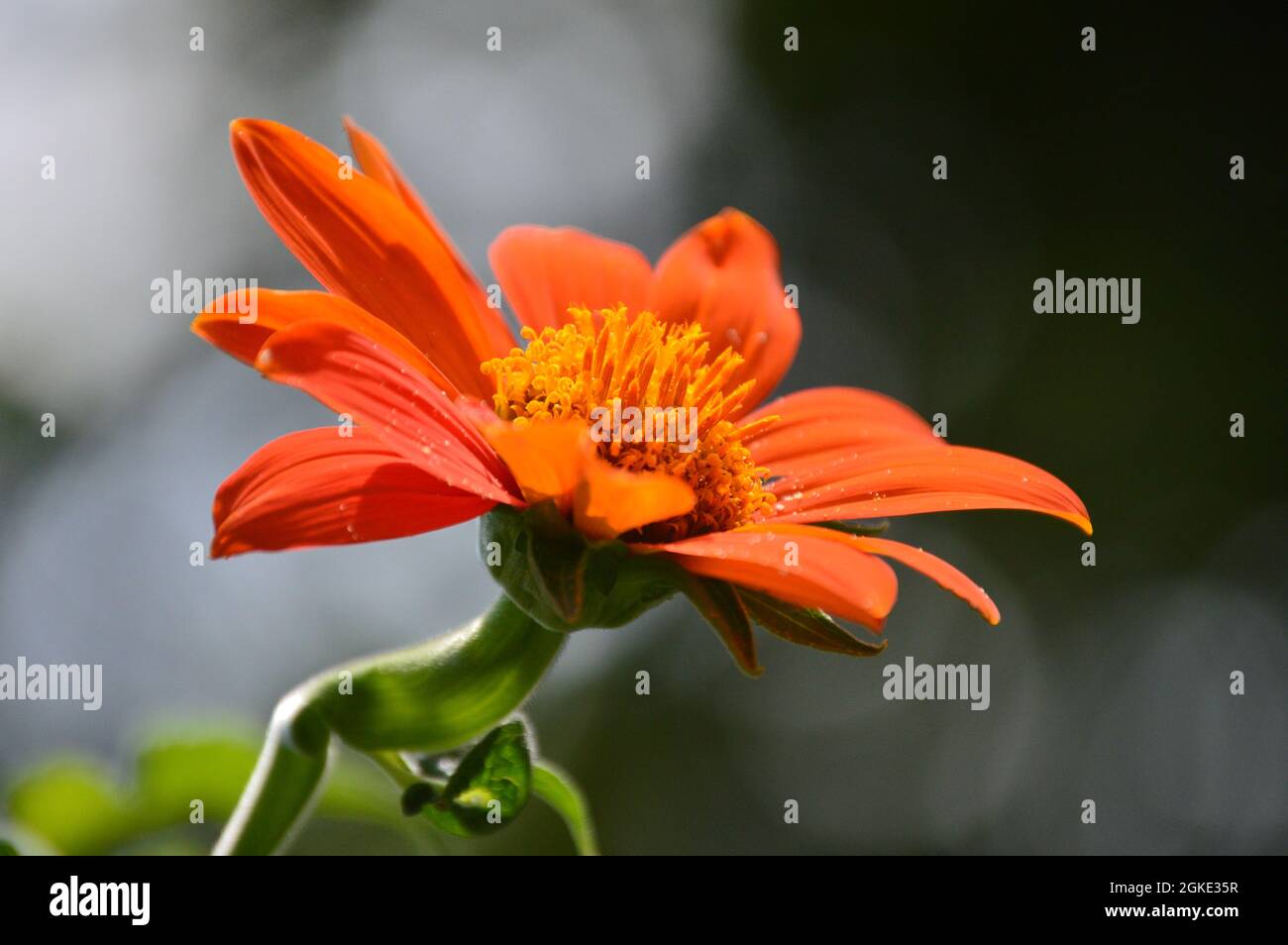 Macro of Mexican sunflower, Tithonia Rotundifolia, in the sun. Torch variety. Background blurred Stock Photo