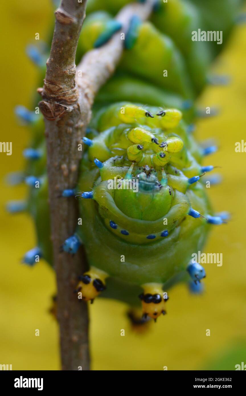 Bright green and blue cecropia caterpillar  on twig macro up close with yellow background Stock Photo