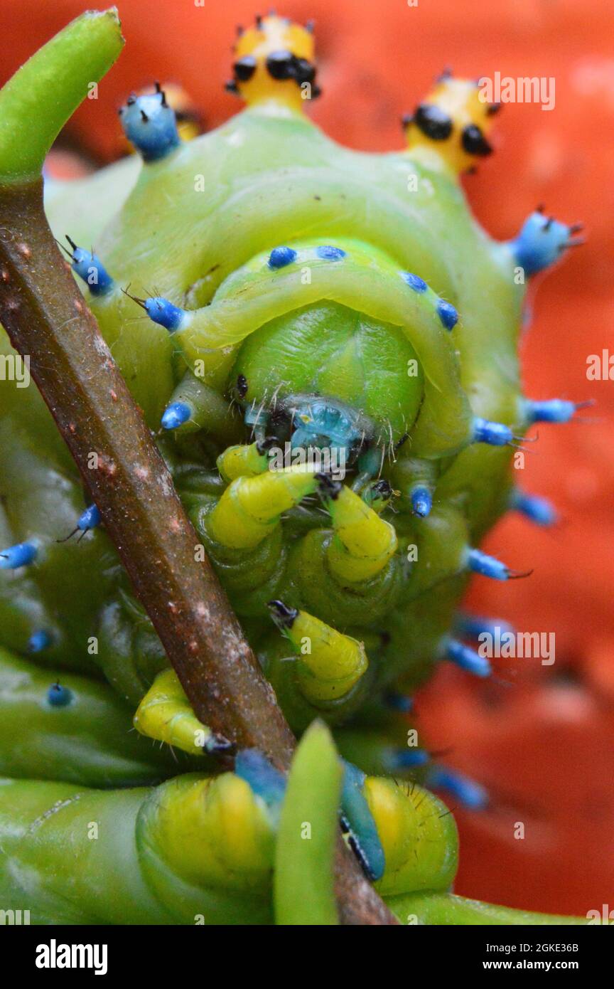 Bright green and blue cecropia caterpillar  on twig macro up close with orange background Stock Photo